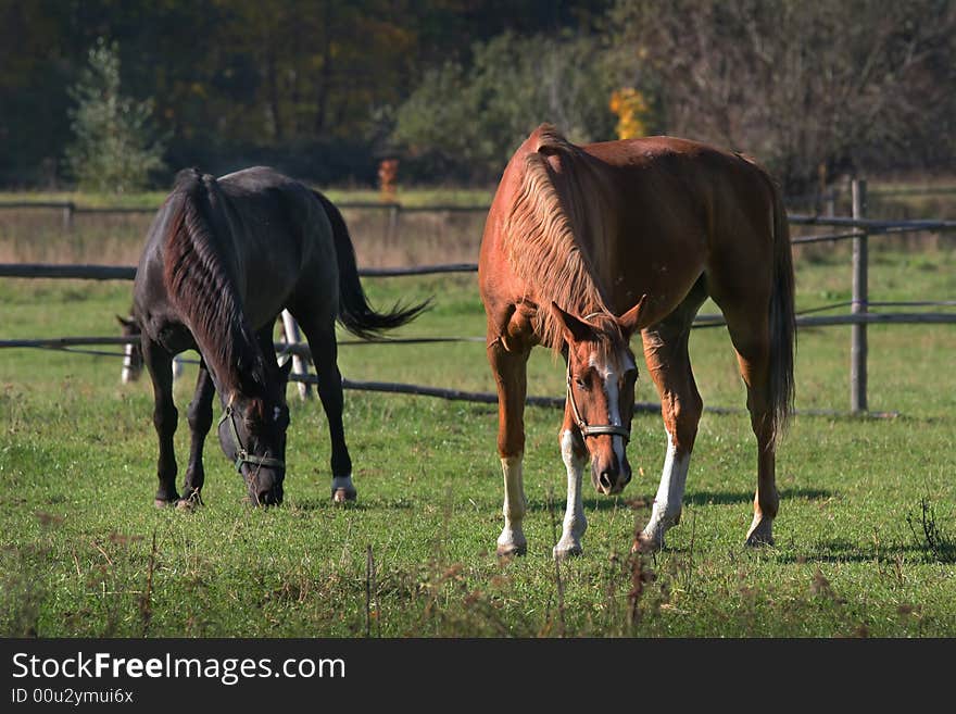 Horses on a meadow