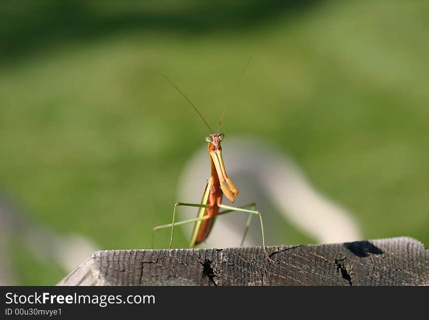 Praying Mantis