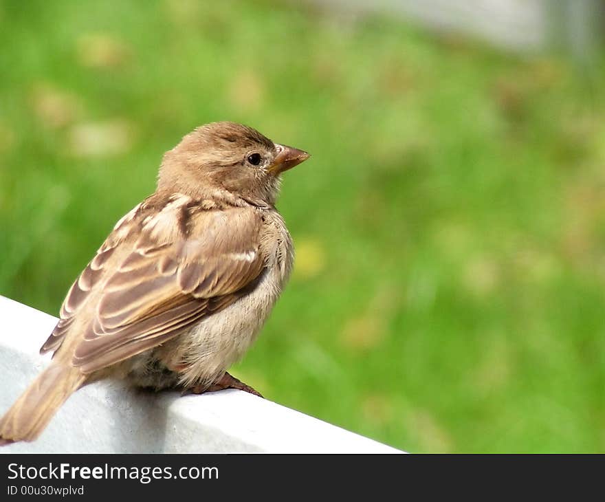 Sparrow on the white fence