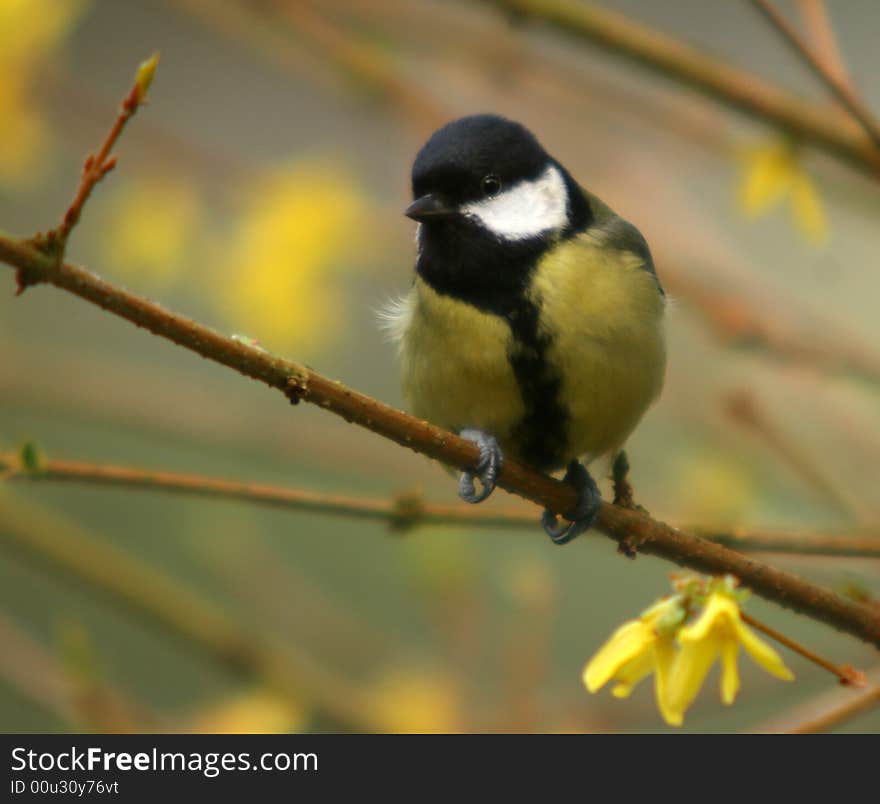 The great tit sitting on the branch