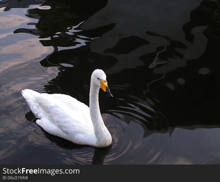 White swan on the black water. White swan on the black water