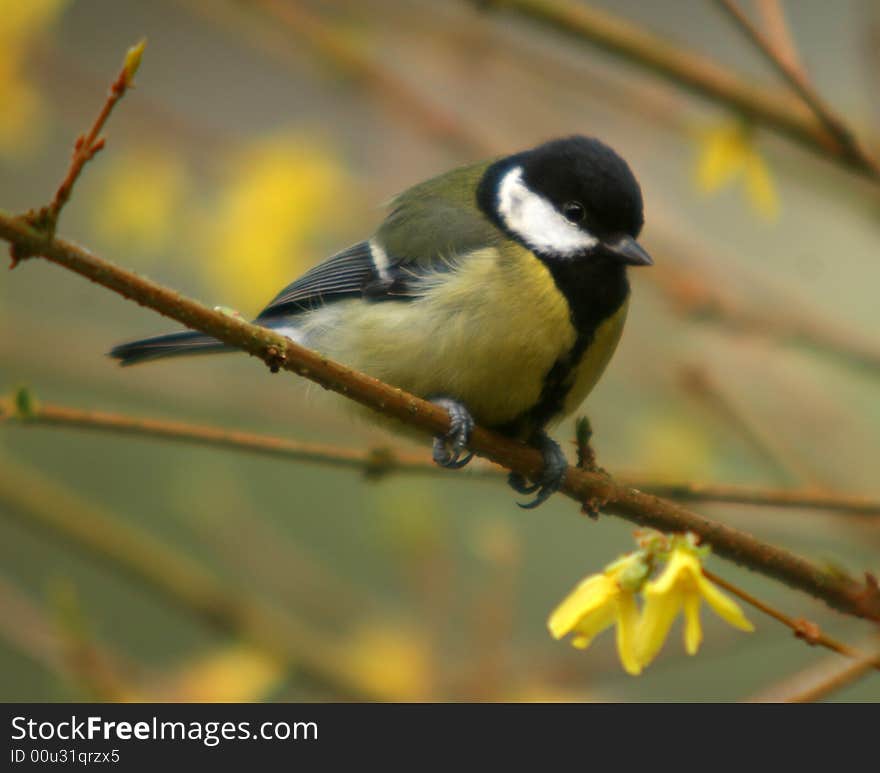 The great tit sitting on the branch