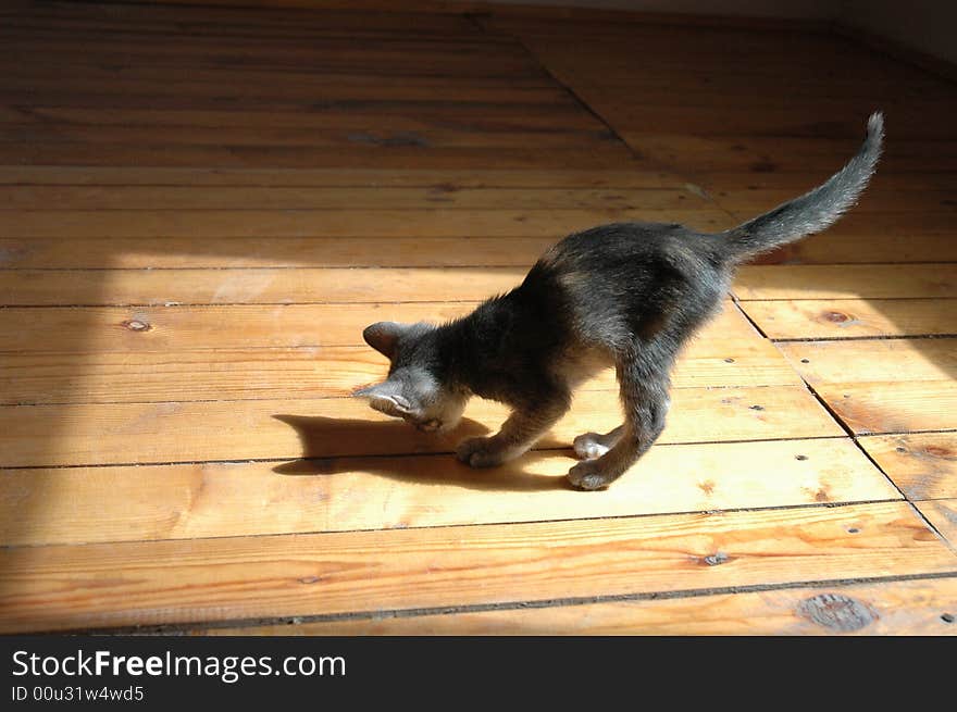 A kitten is playing with its shadow on the sunny reflection of a window.