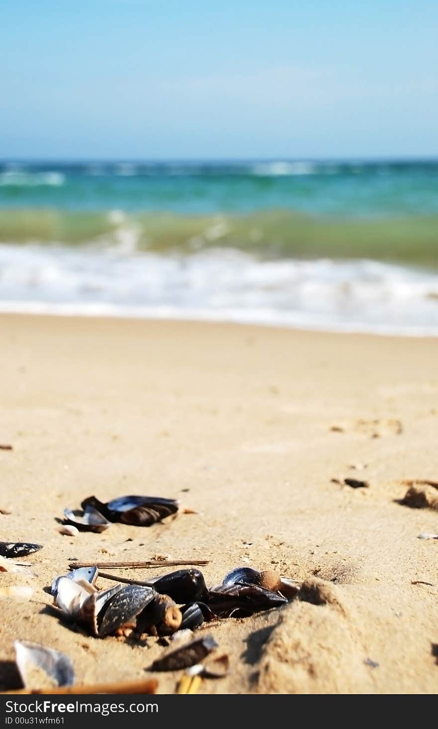 Cockleshells at the beach and blue sea