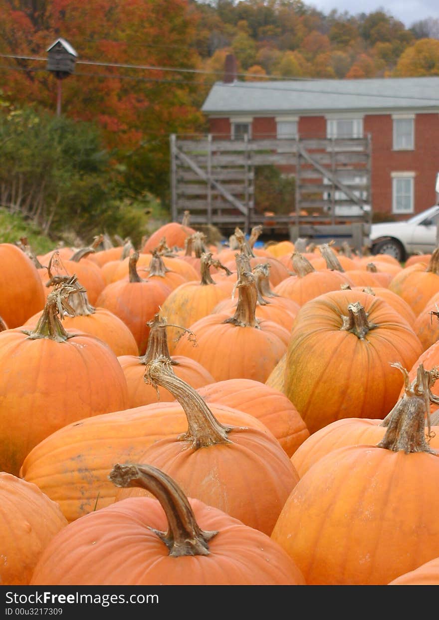 Pumpkin Farm