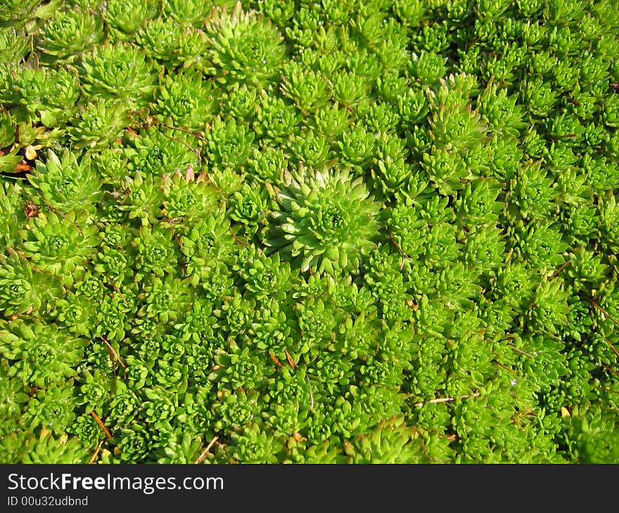 Green moss texture background macro