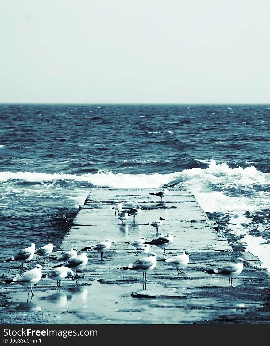 Gulls Sitting Near Sea