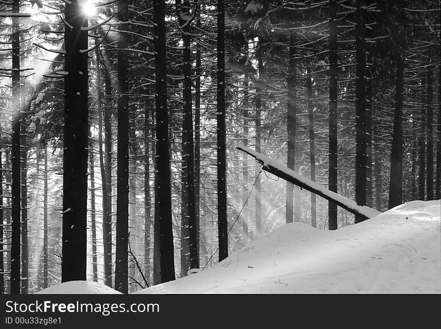 Forest on the mountain range