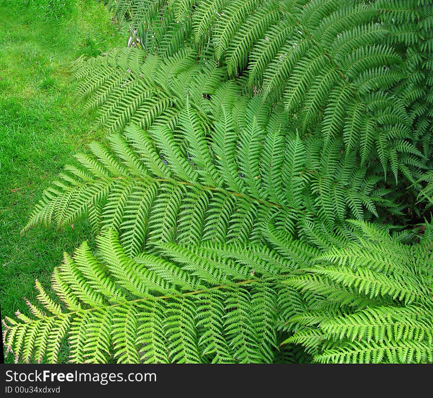 Background of green ferns