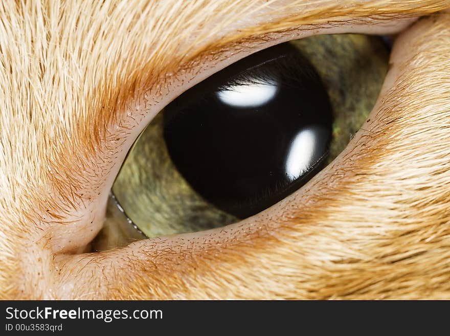 A close-up macro photograph of a cat's eye. A close-up macro photograph of a cat's eye