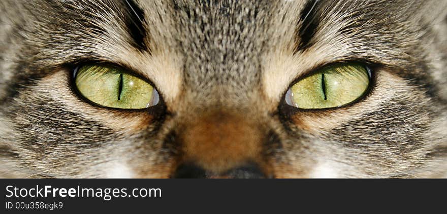 Cat green eyes, close relations, horizontal. Cat green eyes, close relations, horizontal