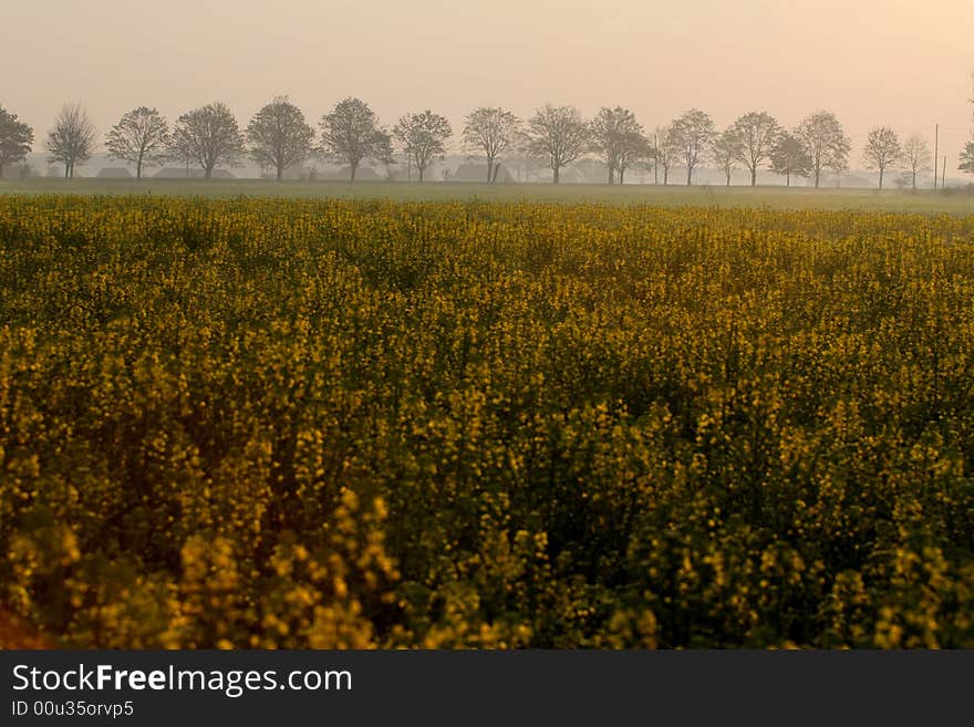 Flowers Of Rape