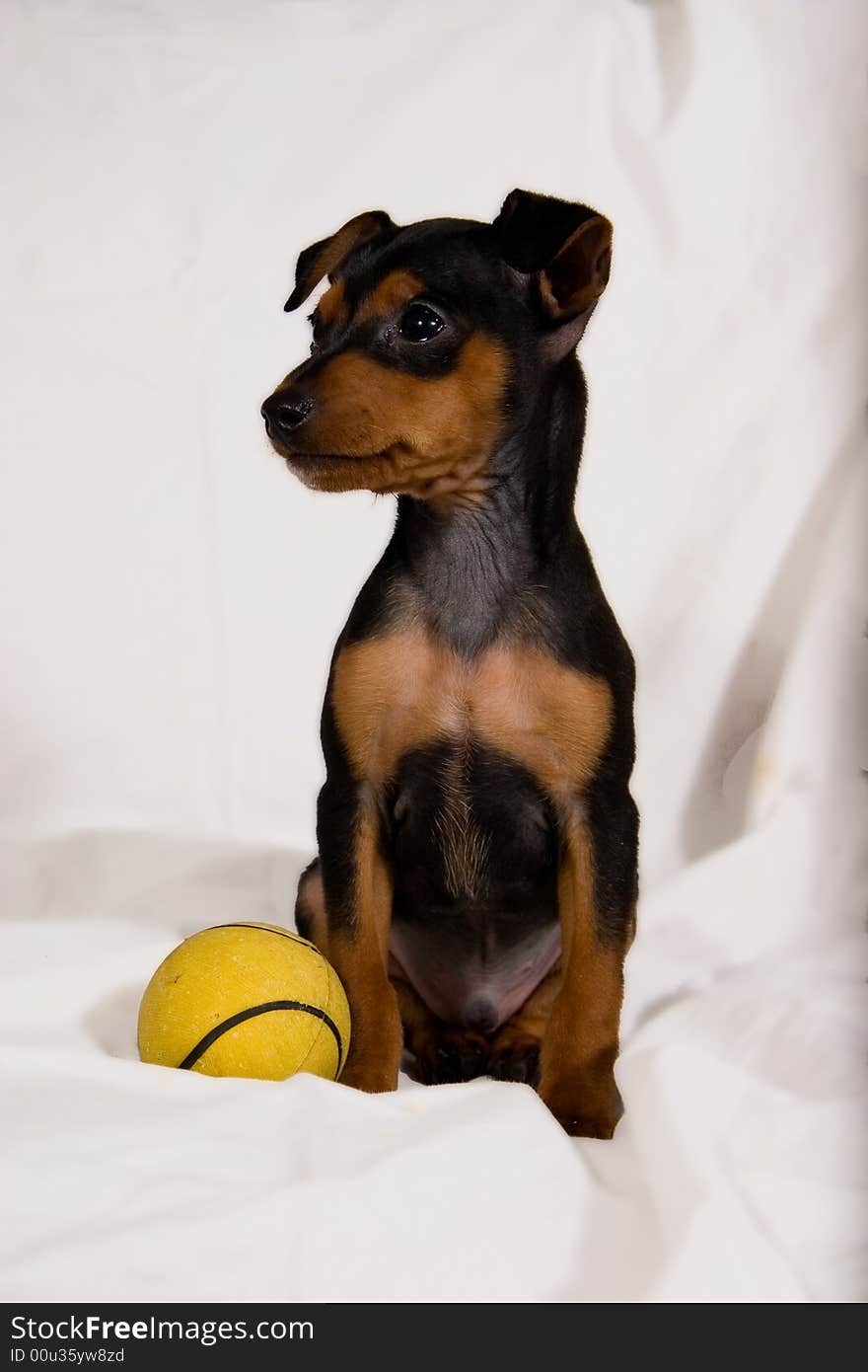 A pincher on a withe blanket with a yellow tennis ball. A pincher on a withe blanket with a yellow tennis ball