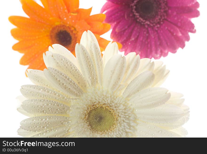 Three gerberas with waterdrops