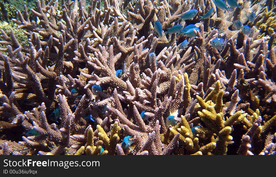 Reef life, underwater world, Fiji