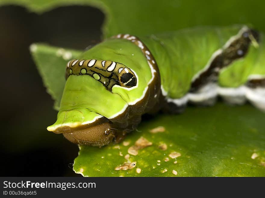 Caterpillar Close Up Macro