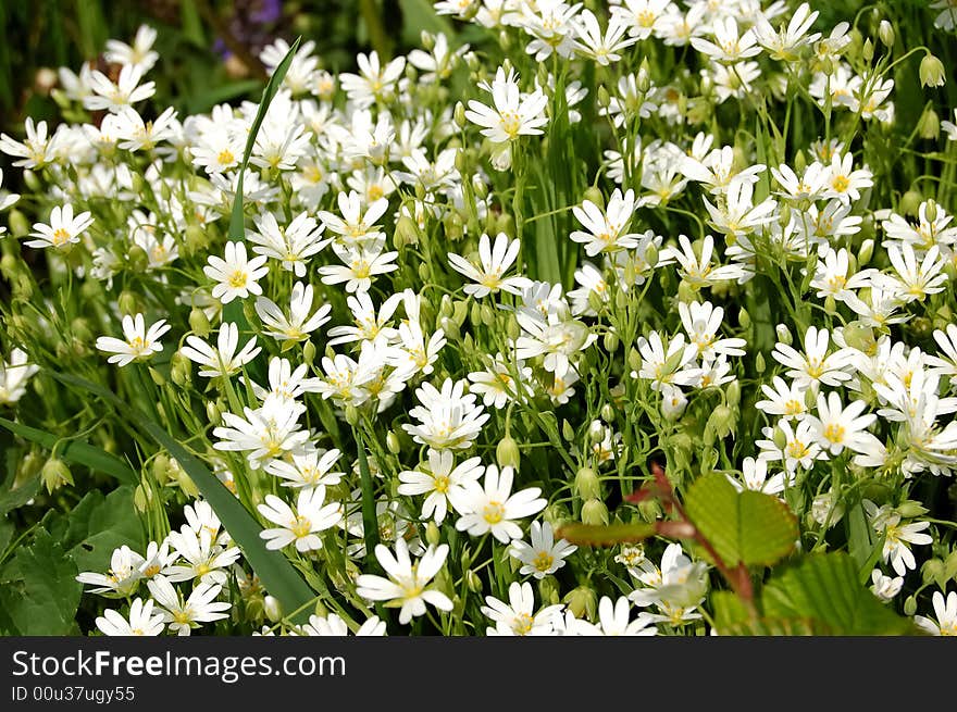 Caryophillaceae - Stellaria holostea L. mass bloom