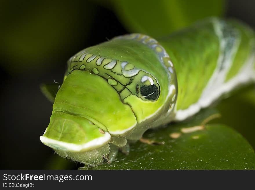 Caterpillar Close Up Macro