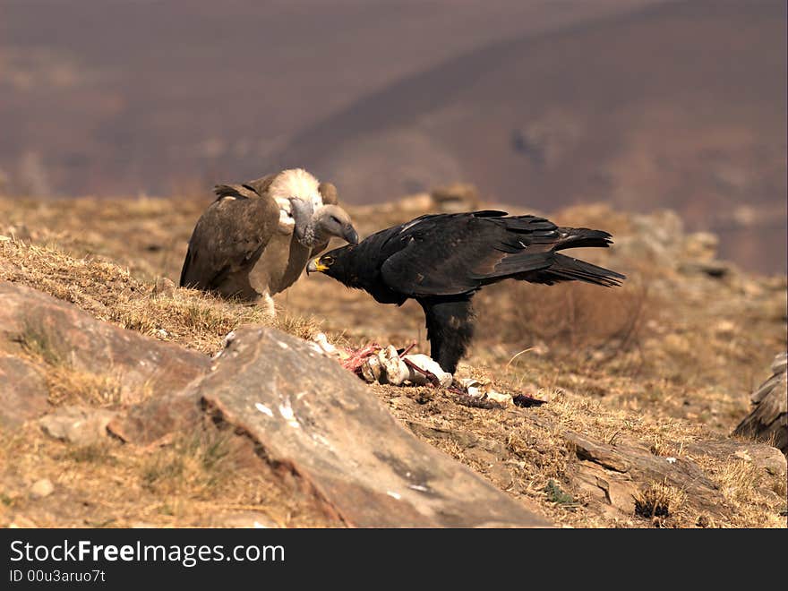 Black eagle together with vulture - South Africa, giants Castle