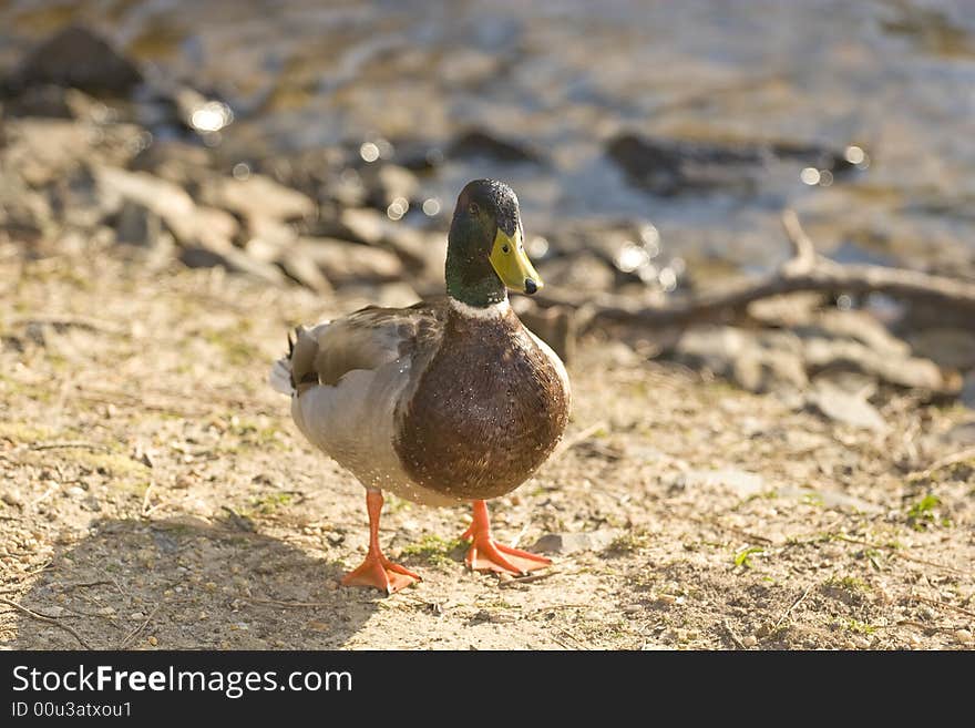 A male duck on the edge of the water. A male duck on the edge of the water