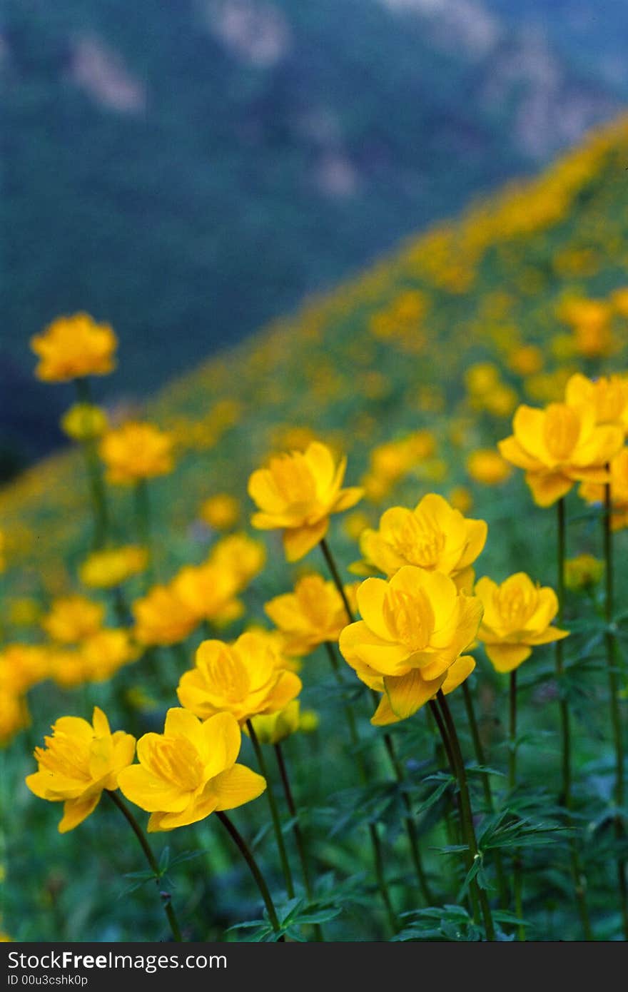 Trollius chinensis, a plant of the family Ranunculaceae. Common name: Globe-flower. Trollius chinensis, a plant of the family Ranunculaceae. Common name: Globe-flower