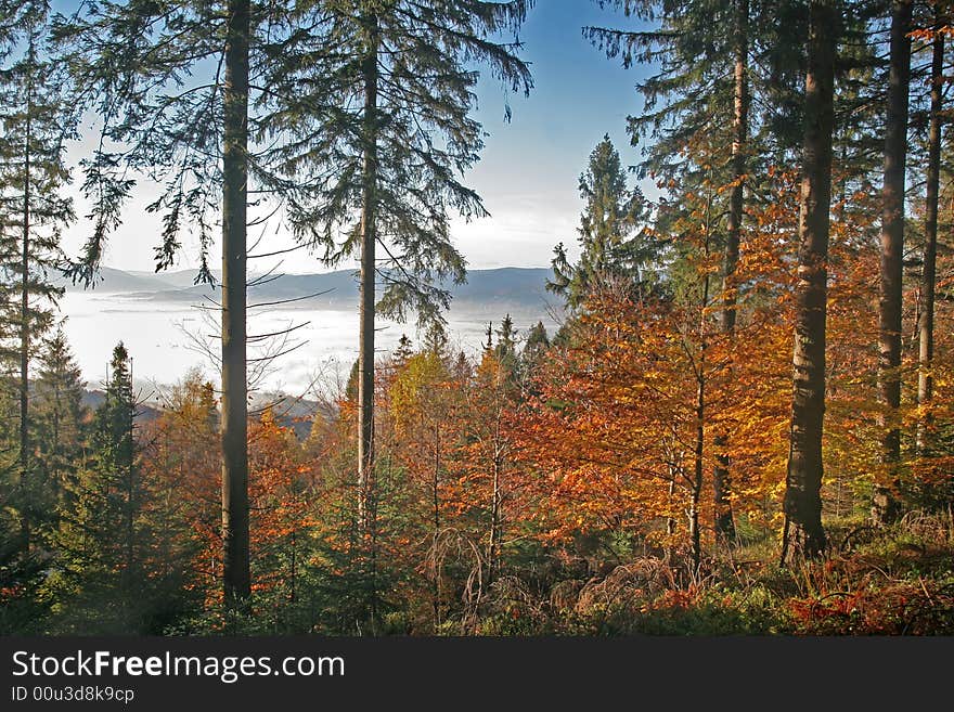 Colorful forest and mist