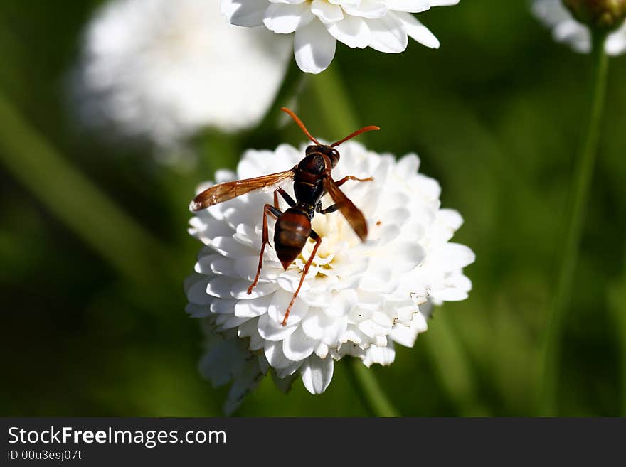 A nasty red hornet on a red flower. A nasty red hornet on a red flower