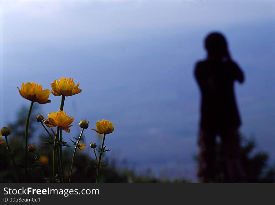 Globeflowers with a background of a photographer. Globeflowers with a background of a photographer