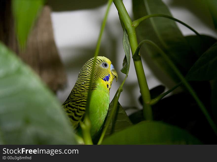 Macro close-up of classic green parakeet