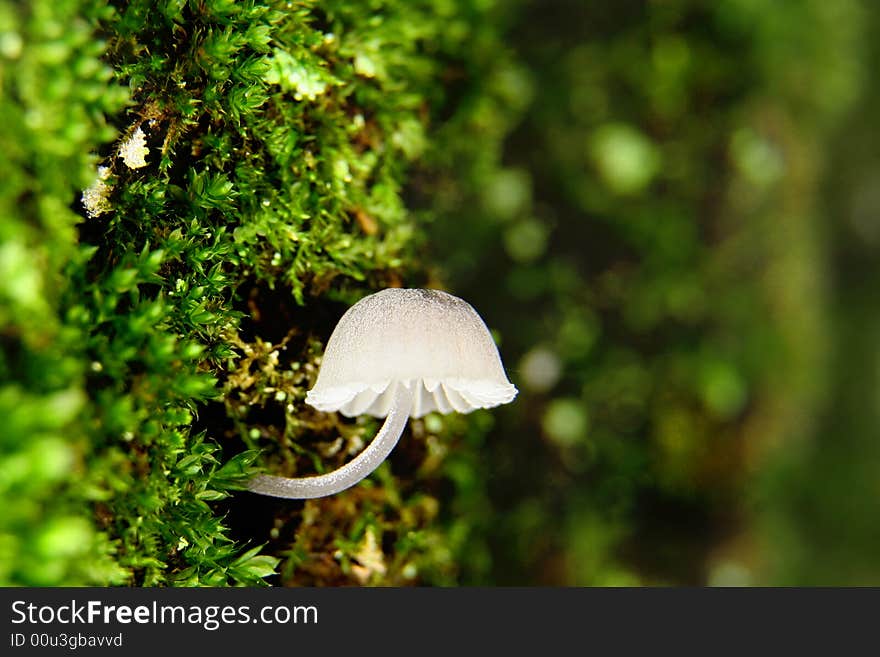 Mushroom in moss