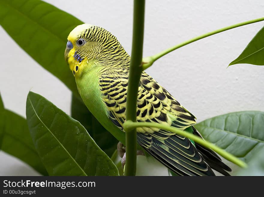 Macro close-up of classic green parakeet between leafs of rubber plant