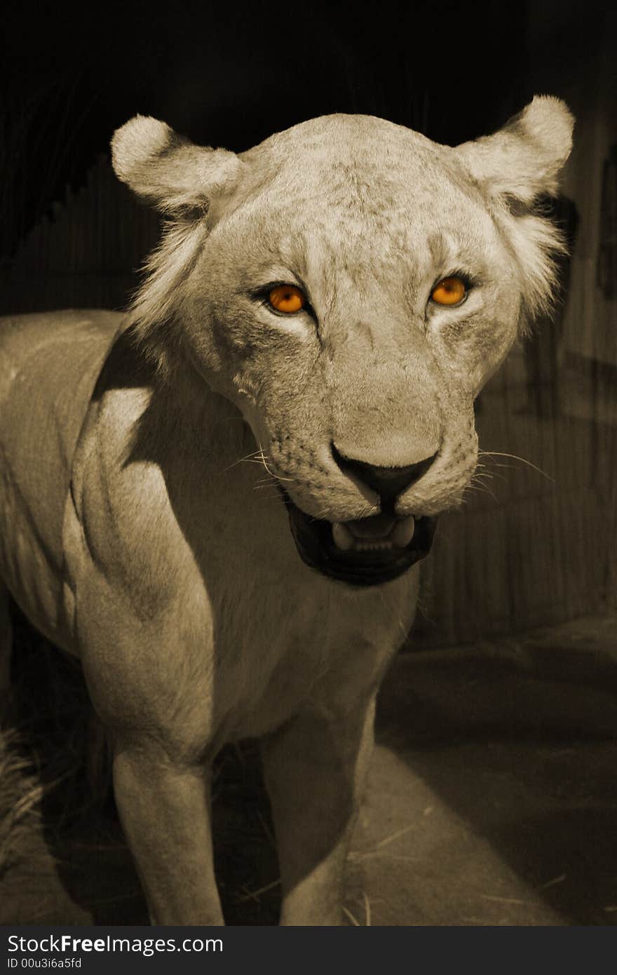 Lion Eyes