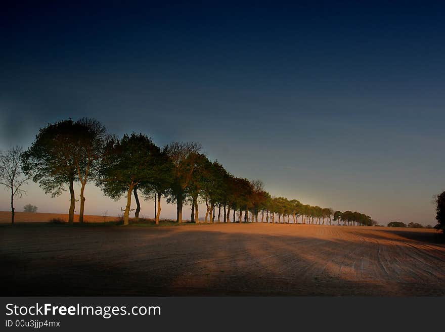 Group Of Trees Next To The Acre