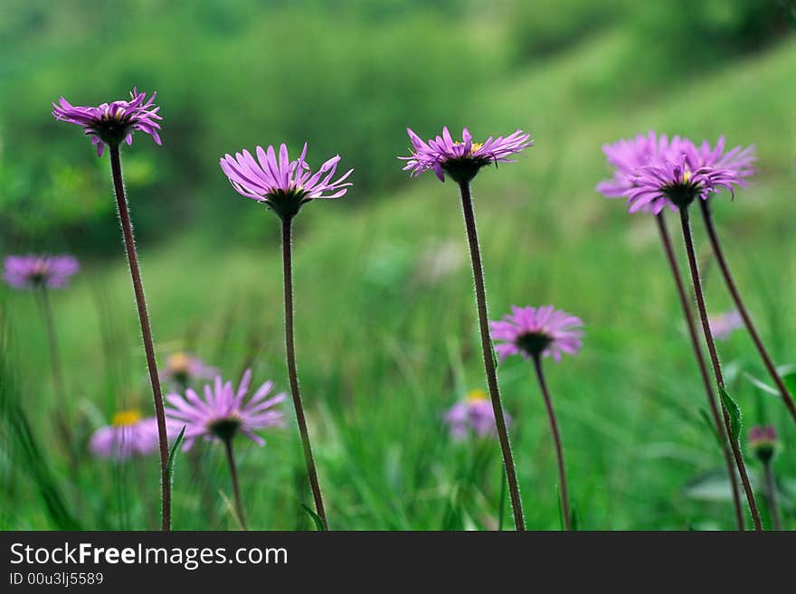 Mountain daisies