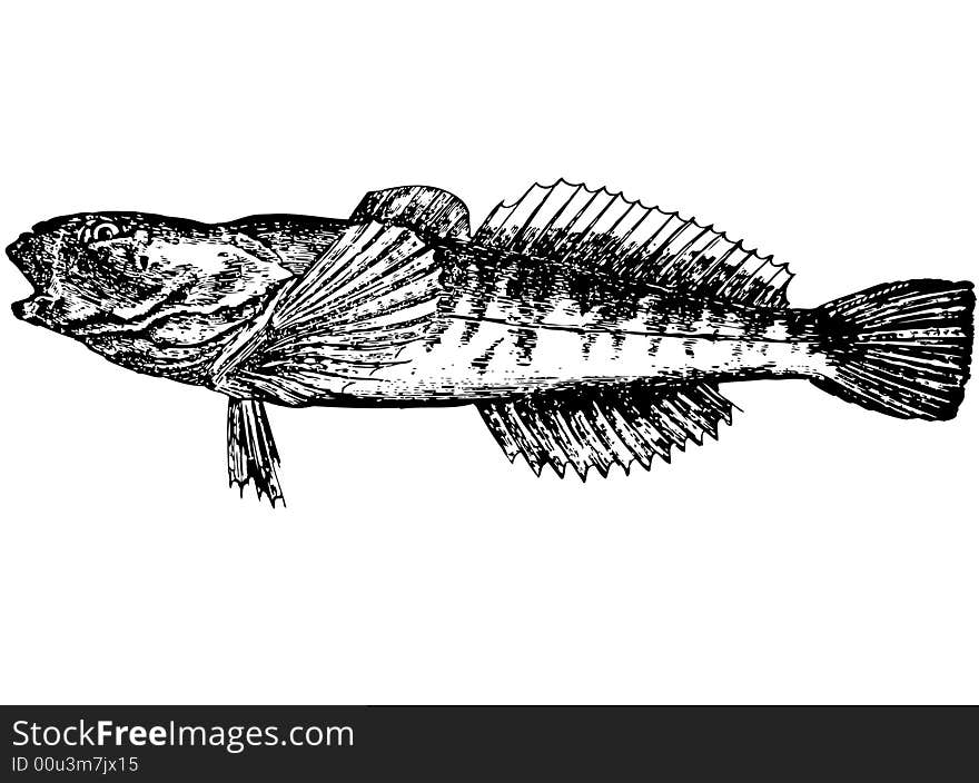 Fish with a large, flat head. Since each side has hooked spines. Eyes turned to the color red top. Color backs pale, gray. At the back red dots that form transverse bands. White or yellow belly. Length of fish 10-16 inches. Fish with a large, flat head. Since each side has hooked spines. Eyes turned to the color red top. Color backs pale, gray. At the back red dots that form transverse bands. White or yellow belly. Length of fish 10-16 inches.