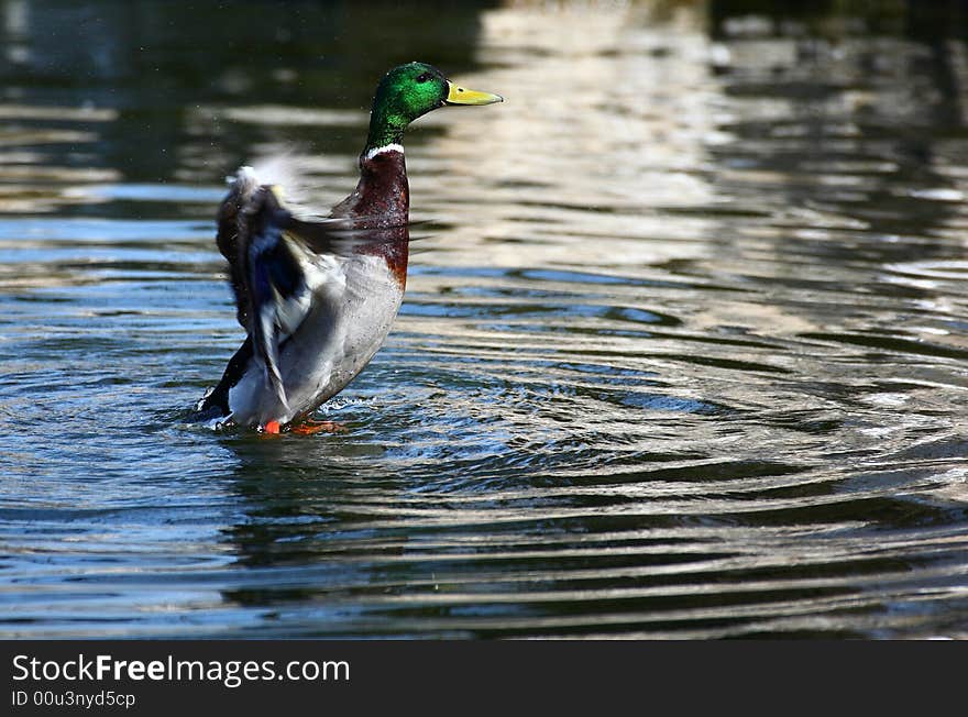 Stretching Duck