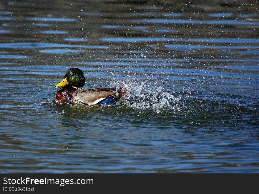 A male duck in lake