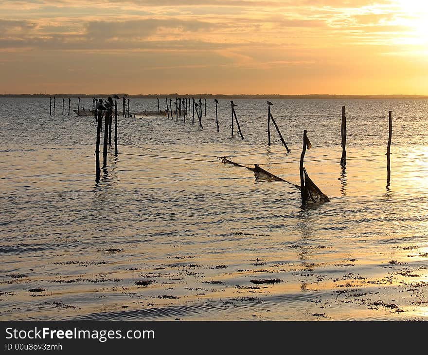 Seagulls on fishing nets poles