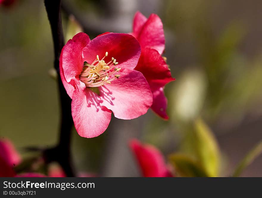 The crabapple flower is blooming in spring of China. The crabapple flower is blooming in spring of China