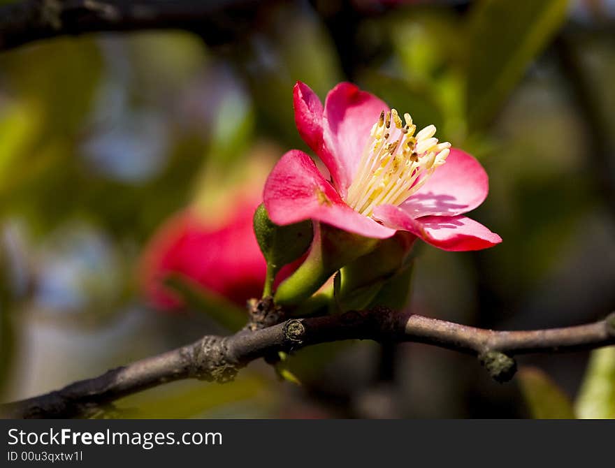 Crabapple flowers