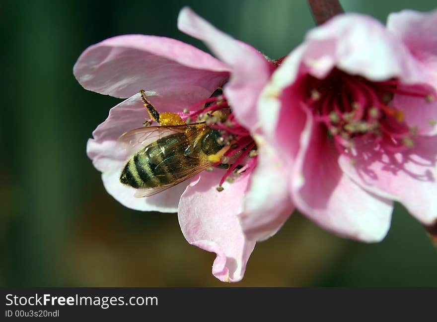 Macro of the bee collecting honey in the flower. Macro of the bee collecting honey in the flower.