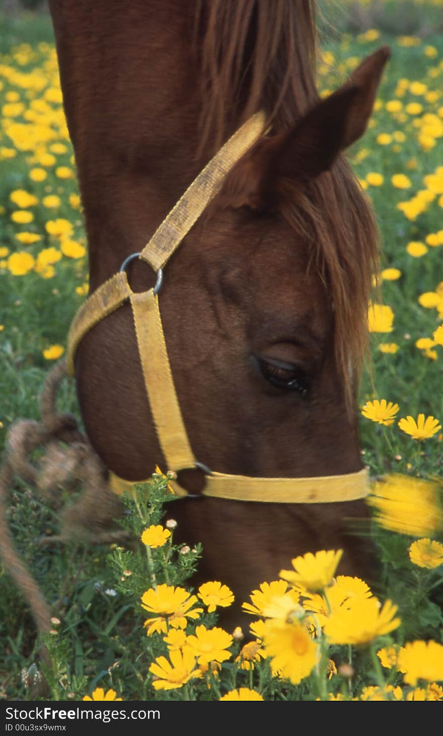 A brown horse eat in a grassland. A brown horse eat in a grassland