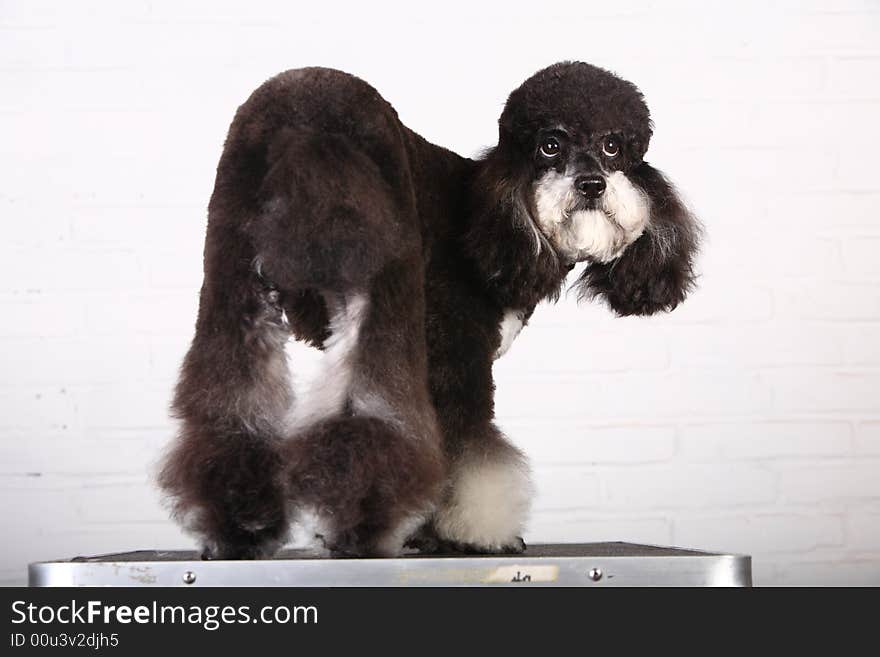 Poodle in front of white background