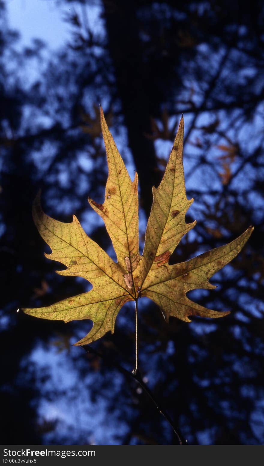 A yellow leaf at autumn at troodos moutain