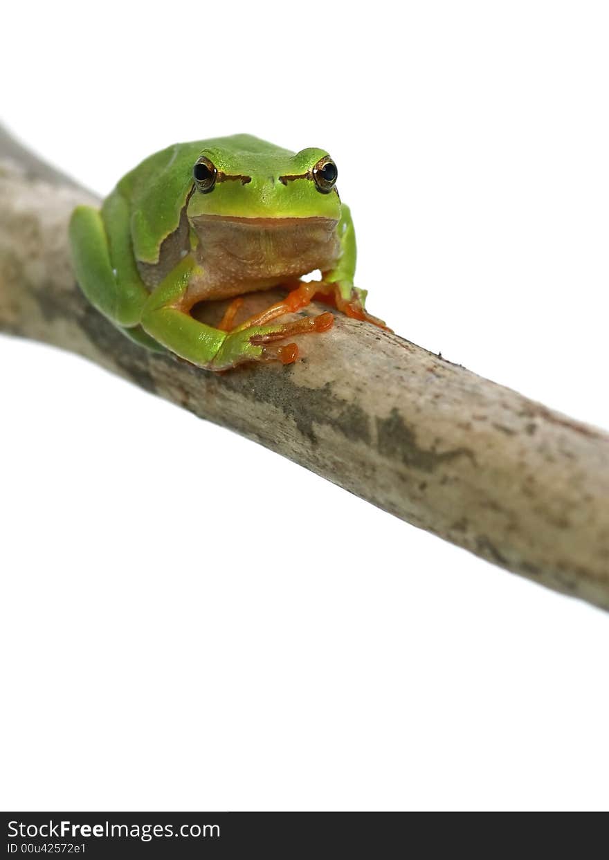 Green frog - tree toad sitting on the branch over white background. Green frog - tree toad sitting on the branch over white background