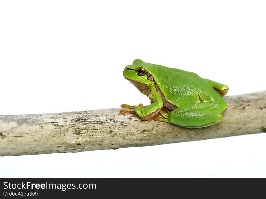 Green frog - tree toad sitting on the branch over white background. Green frog - tree toad sitting on the branch over white background