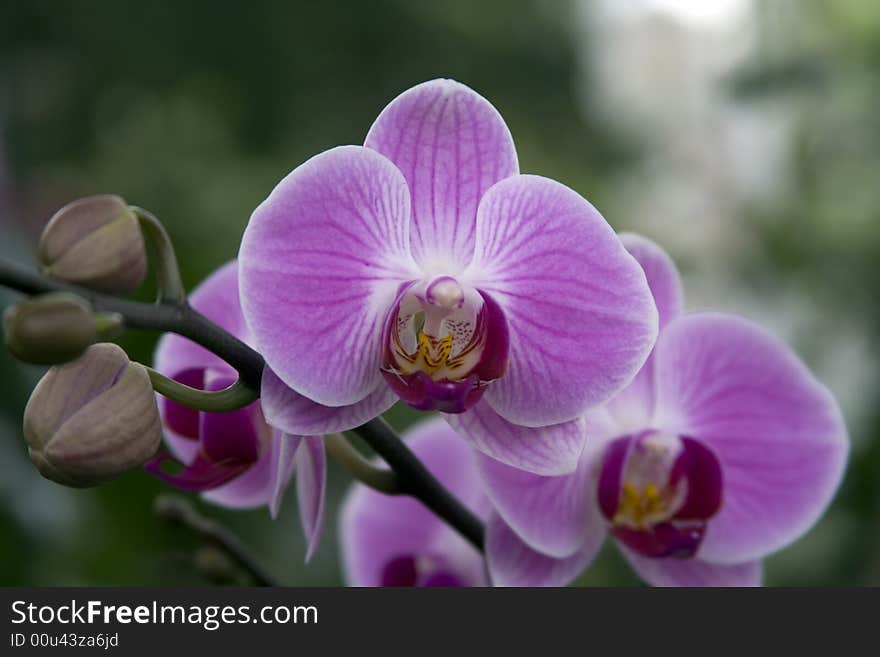 Orchid