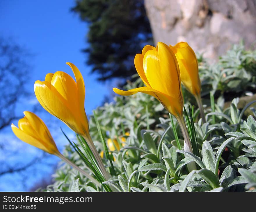 Close-up of yellow crocus flowers on sunny day. Close-up of yellow crocus flowers on sunny day