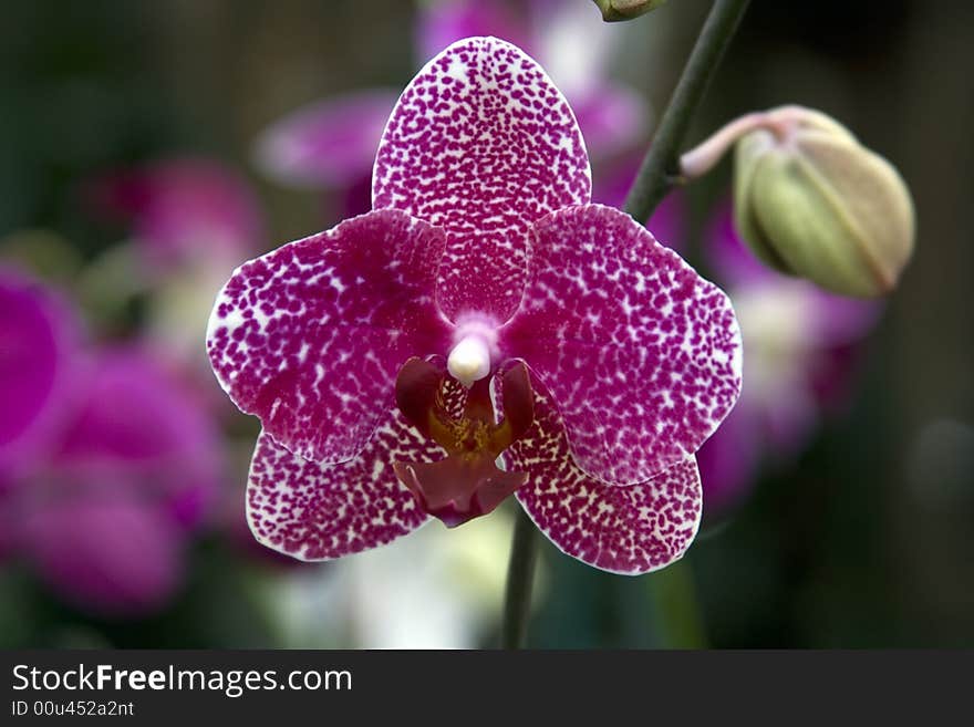 Orchid