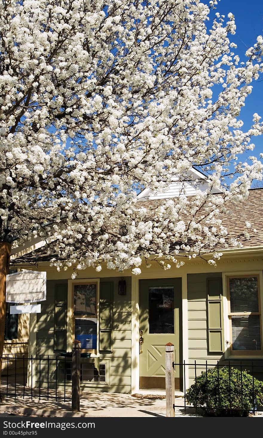 Front of a store with a blooming pear tree, in the spring. Front of a store with a blooming pear tree, in the spring.